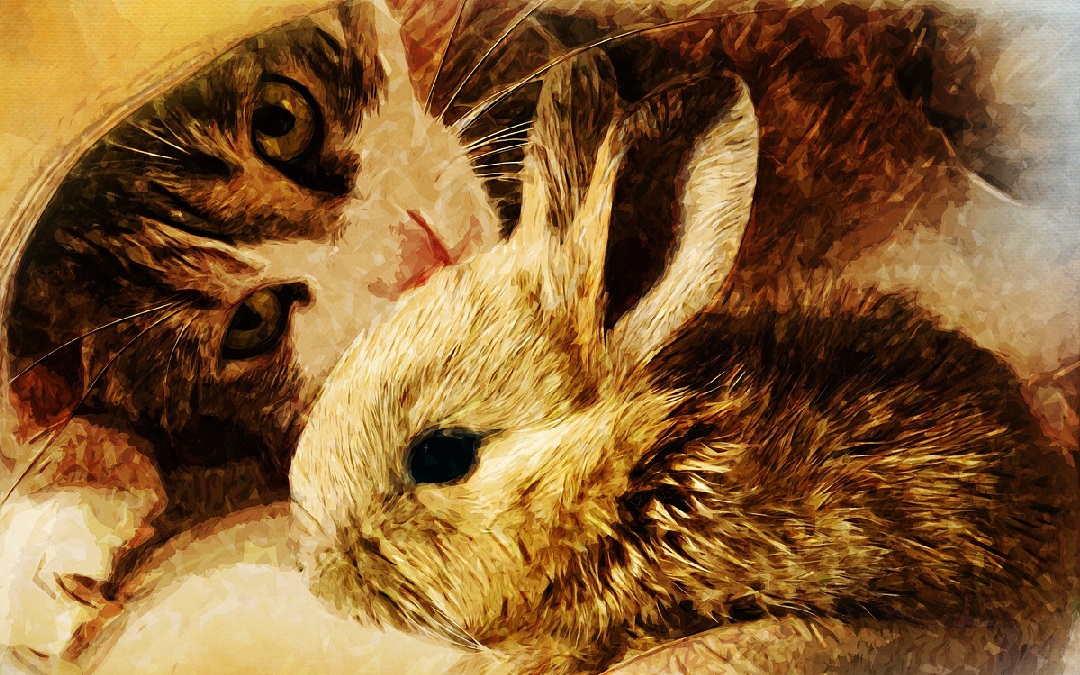 Haustiere Shop Banner