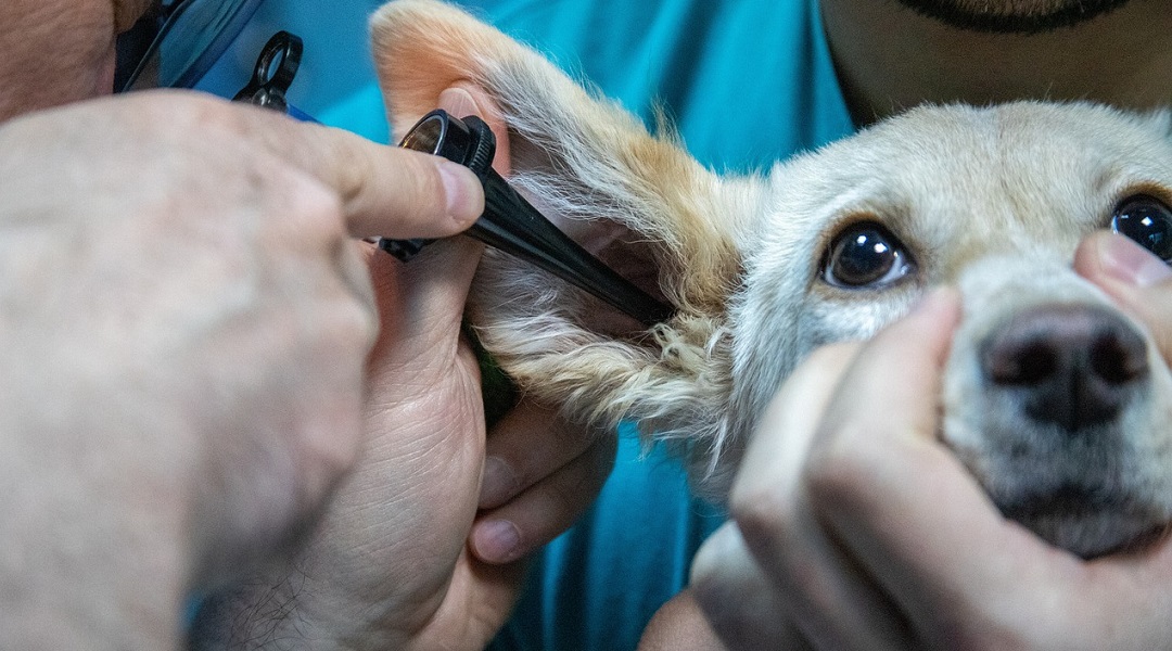 Tiermedizin Bücher Banner